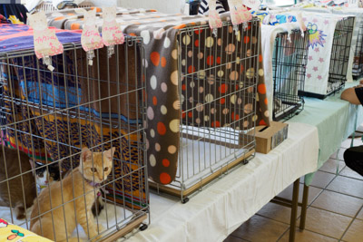 保護猫 譲渡会 東部自動車学校 静岡 沼津